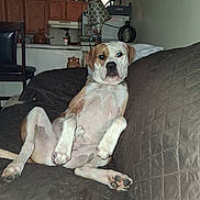 Ghost joined the competition — help win amazing prizes! dog, couch, living_room, furniture, lamp, window, curtain, kitchen, bottle, cabinet, relaxed, pet, indoors, brown, white, paw, snout, ears, seated, household