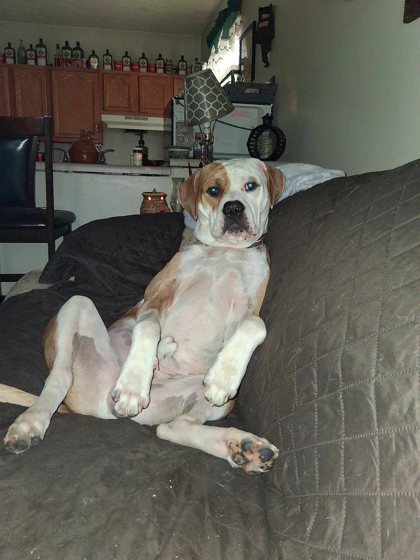 Ghost joined the competition — help win amazing prizes! dog, couch, living_room, furniture, lamp, window, curtain, kitchen, bottle, cabinet, relaxed, pet, indoors, brown, white, paw, snout, ears, seated, household