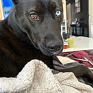 Stella participe au concours pour gagner de l'argent avec cette photo : animal, black_dog, blanket, blue_eye, brown_eye, close_up, cozy, dog, ears, fur, heterochromia, house, indoor, laying_down, mammal, nose, pet, portrait, relaxed, whiskers