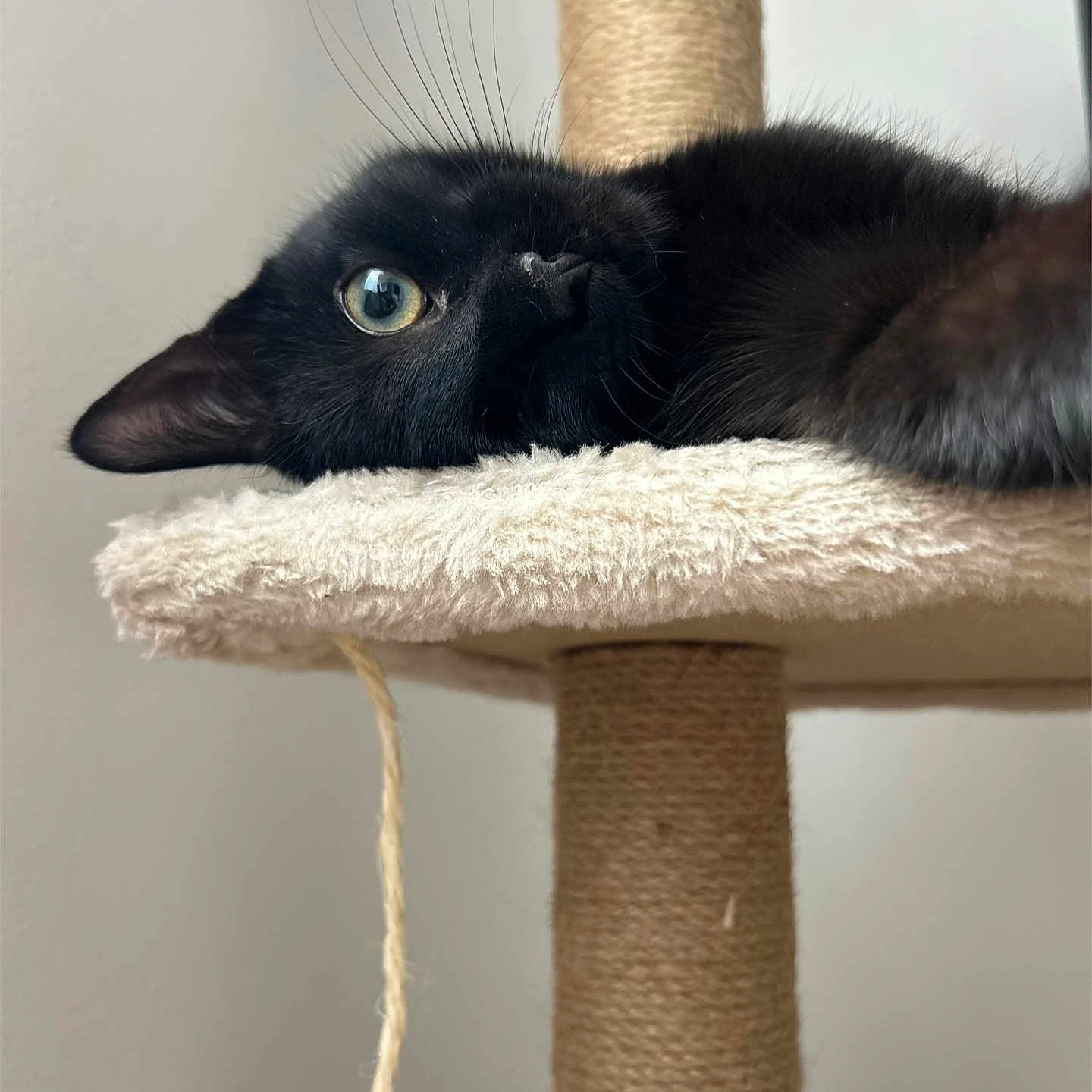 Akhira participe au concours pour gagner de l'argent avec cette photo : animal, black_cat, carpeted, cat, cat_tree, close_up, cozy, cute, domestic_cat, eye, feline, fur, indoor, pet, playful, relaxed, resting, scratching_post, whiskers, young_cat