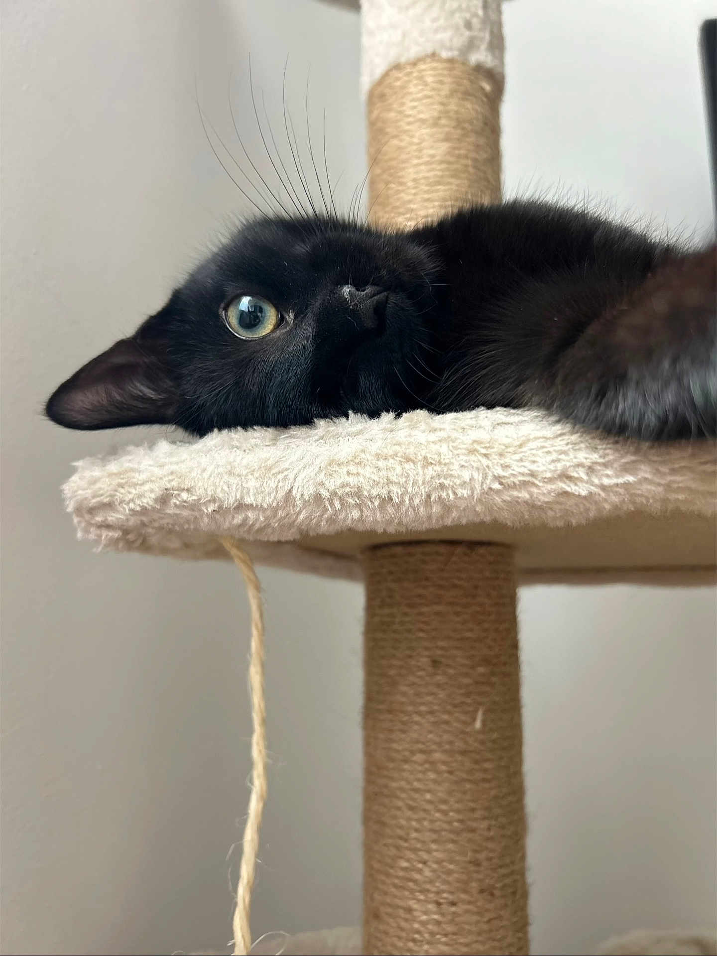 Akhira participe au concours pour gagner de l'argent avec cette photo : black_cat, cat, pet, feline, whiskers, cat_tree, carpeted, indoor, animal, relaxed, cute, close_up, fur, eye, resting, playful, scratching_post, domestic_cat, young_cat, cozy