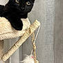 Akhira a rejoint le concours — aidez-le/la à gagner de superbes lots ! cat, black_cat, scratching_post, feather_toy, curtains, indoor, pet, feline, whiskers, ears, claws, rope, wood, hanging_toy, fur, playful, close_up, animal, domestic, resting