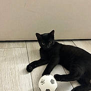Akhira participe au concours pour gagner de l'argent avec cette photo : black_cat, cat, pet, animal, indoor, floor, toy, soccer_ball, playful, curious, feline, lying_down, paw, tile_floor, domestic_animal, cute, young_cat, looking_at_camera, relaxed, home