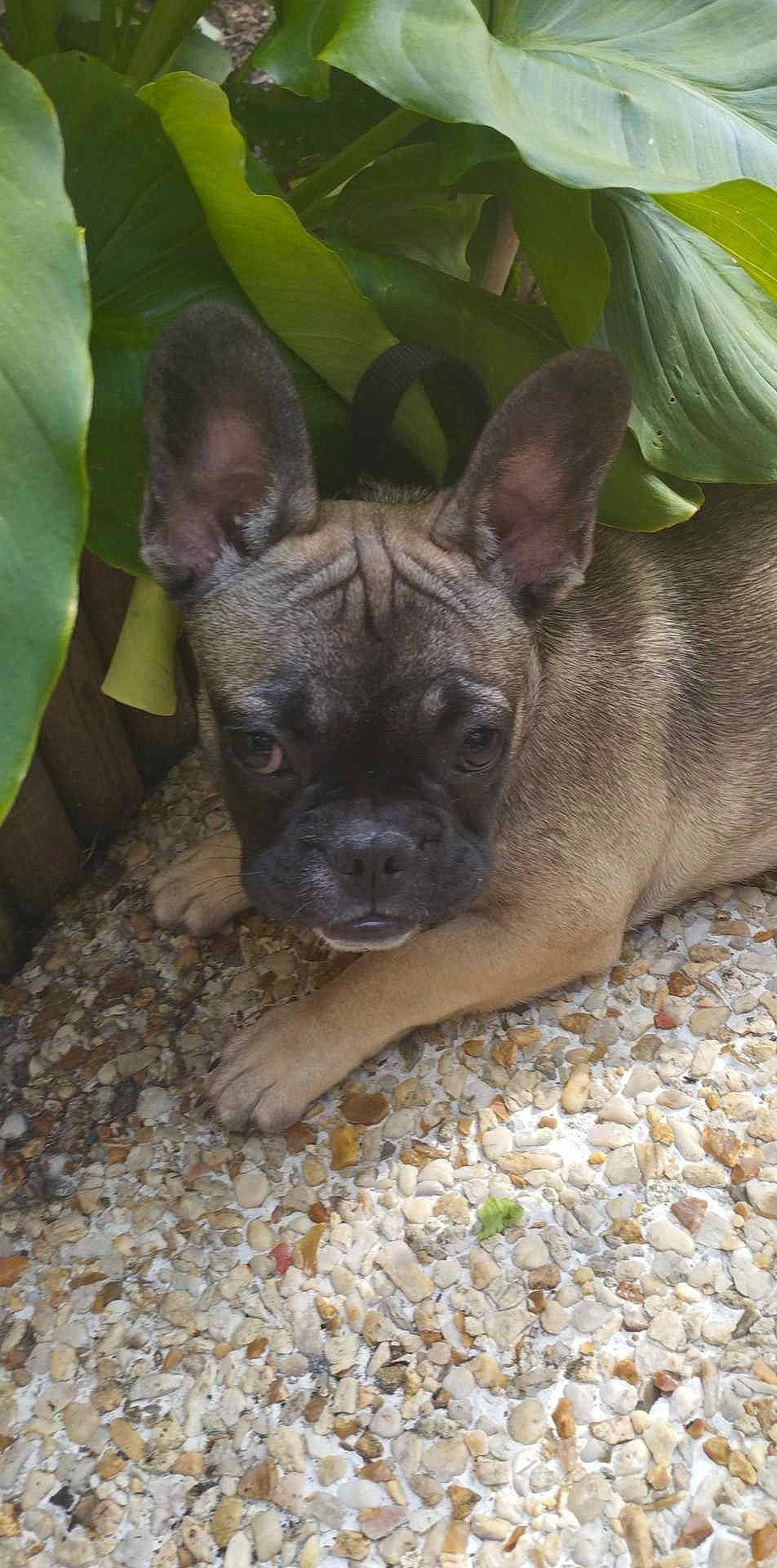 Patapouf a rejoint le concours — aidez-le/la à gagner de superbes lots ! bulldog, canidae, carnivore, companion_dog, dog, dog_breed, ear, fawn, french_bulldog, grass, liver, molosser, snout, sporting_group, terrestrial_animal, terrestrial_plant, toy_dog, whiskers, working_animal, wrinkle