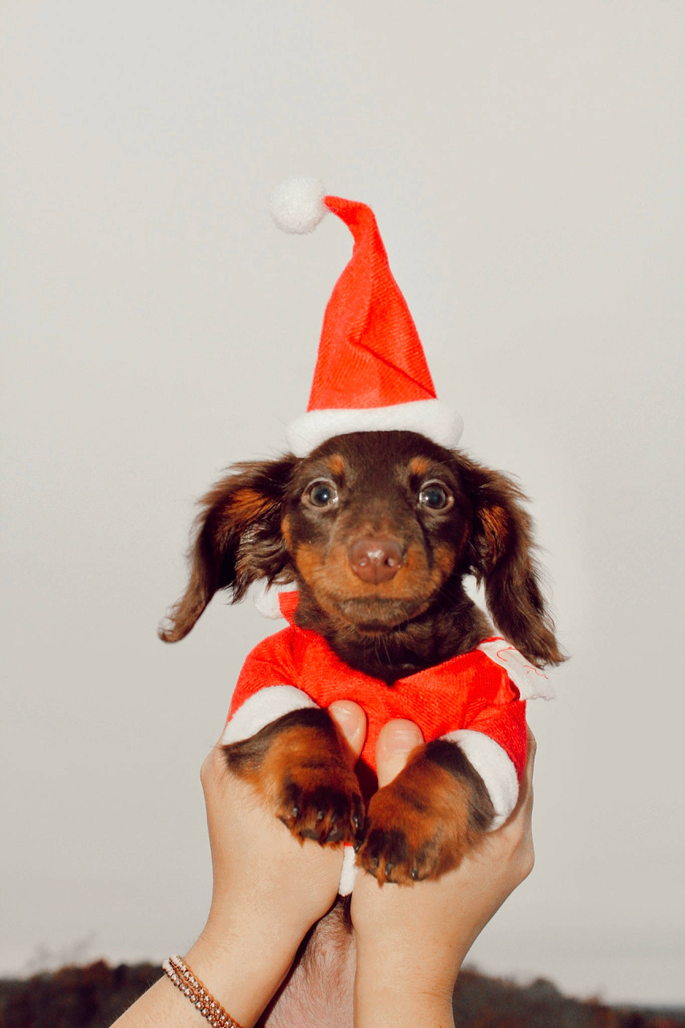 Laramie joined the competition — help win amazing prizes! brown_hair, canidae, carnivore, companion_dog, costume, costume_hat, dog, dog_breed, dog_clothes, dog_supply, fawn, fur, gesture, guard_dog, happy, liver, sleeveless_shirt, snout, sporting_group, working_animal