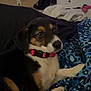 Goose is registered to the contest to win money with this photo: puppy, dog, pet, collar, bed, blanket, blue, leopard_print, indoor, furniture, drawer, clothes, soft_lighting, cute, animal, resting, young, canine, fur, room