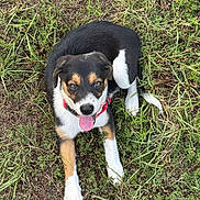 Goose is registered to the contest to win money with this photo: puppy, dog, grass, outdoor, playful, tricolor, collar, tongue_out, pet, animal, cute, young_dog, nature, canine, fur, sitting, alert, friendly, tongue, adorable
