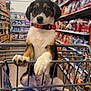 Goose joined the competition — help win amazing prizes! puppy, dog, shopping_cart, pet_store, pet_food, sitting, collar, black, white, brown, floor, aisle, shelves, indoor, animal, cute, young, pet, store, looking