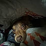 dog, pet, blanket, cozy, indoor, closeup, face, fur, nostrils, snout, eyes, comfort, resting, warm, pattern, fabric, soft, cute, animal, hideout