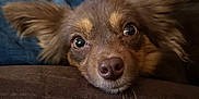 Aggie is registered to the contest to win money with this photo: dog, brown_dog, close_up, pet, indoor, resting, lying_down, cute, ears, fur, animal, canine, portrait, looking, face, snout, eyes, human_hand, jeans, clothing