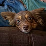 dog, brown_dog, close_up, pet, indoor, resting, lying_down, cute, ears, fur, animal, canine, portrait, looking, face, snout, eyes, human_hand, jeans, clothing