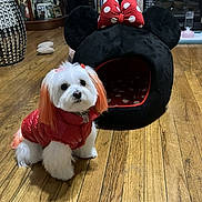 Doodlebug joined the competition — help win amazing prizes! dog, white_dog, orange_ears, orange_tail, red_jacket, pet_bed, minnie_mouse, polka_dot, living_room, wooden_floor, fireplace, cute, small_dog, indoor, pet_accessory, cozy, furniture, decor, animal, household