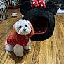 dog, white_dog, orange_ears, orange_tail, red_jacket, pet_bed, minnie_mouse, polka_dot, living_room, wooden_floor, fireplace, cute, small_dog, indoor, pet_accessory, cozy, furniture, decor, animal, household