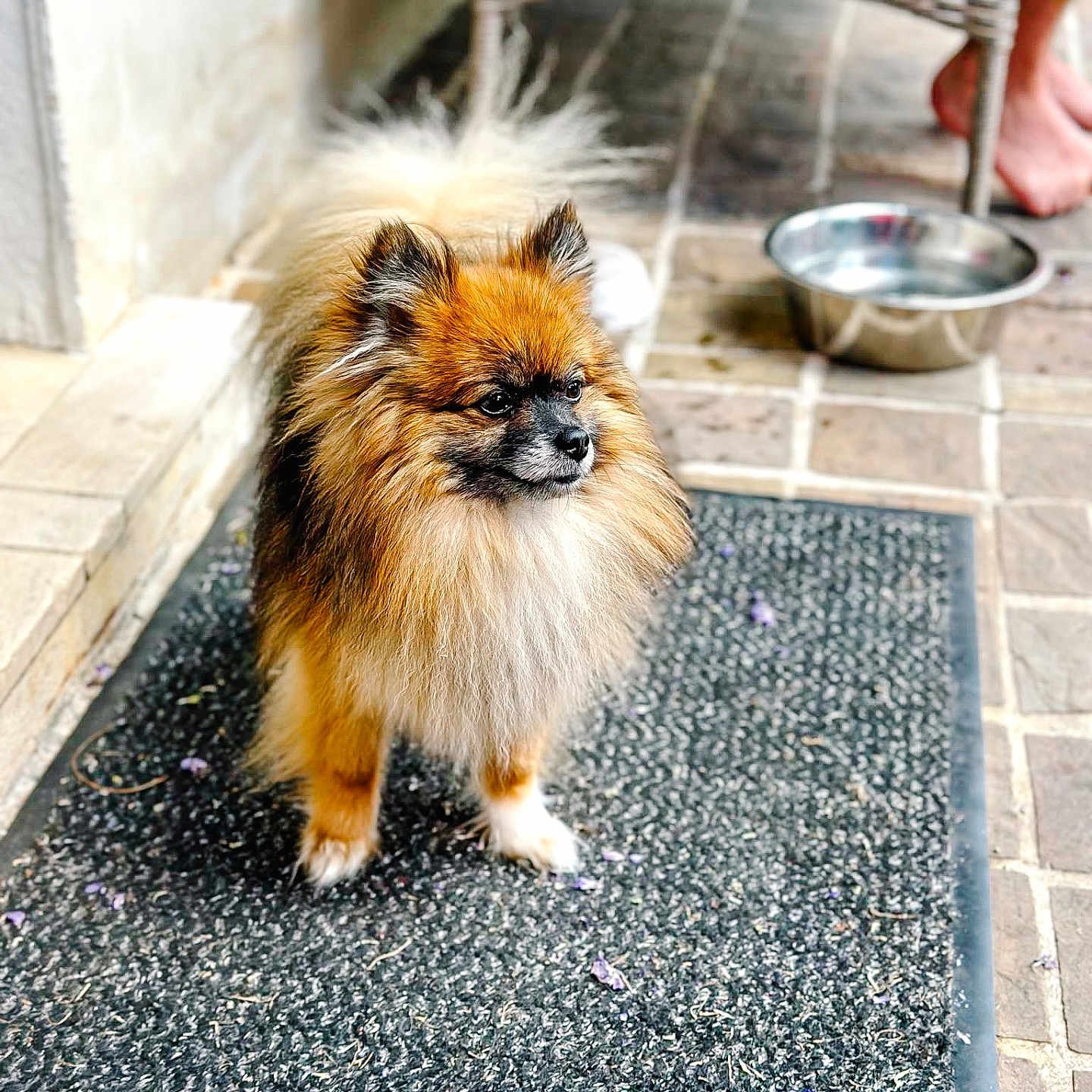 Truffe participe au concours pour gagner de l'argent avec cette photo : affenpinscher, animal, architecture, canine, cat, clothing, cockerspaniel, dog, footwear, fountain, hardwood, papillon, path, person, pet, puppy, shoe, sidewalk, water, wood