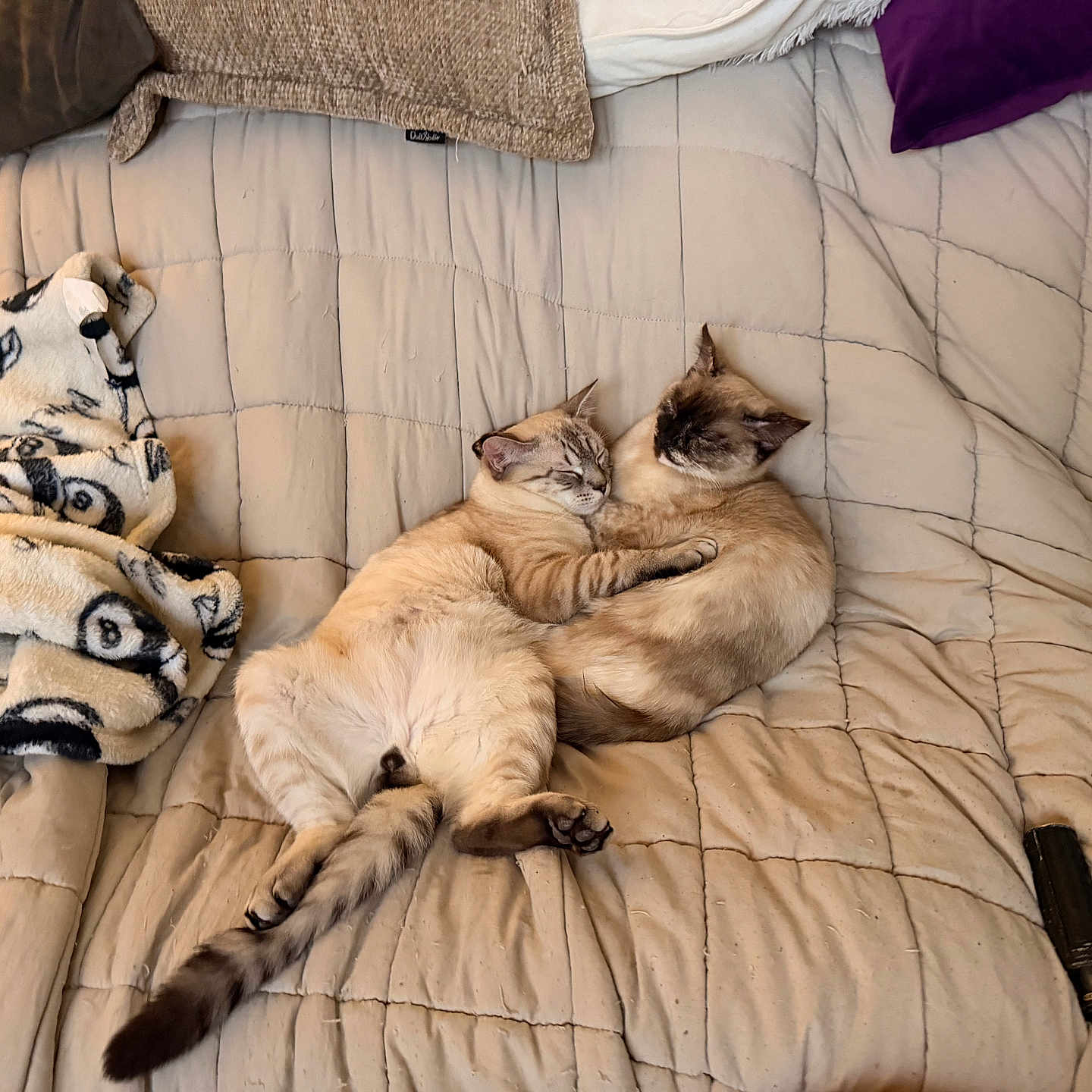 Apollo And Athena joined the competition — help win amazing prizes! animal, beige, blanket, cat, cats, couch, cozy, cuddling, cute, feline, furniture, home, indoor, nap, pet, quilted, relaxing, remote_control, sleeping, two_cats