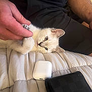 Apollo And Athena joined the competition — help win amazing prizes! airpods_case, bed, cat, cozy, cute, domestic_animal, fingers, fur, hand, human, indoor, kitten, paw, person, pet, quilt, resting, small, soft, wallet