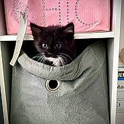 Shelby participe au concours pour gagner de l'argent avec cette photo : accessories, animal, architecture, bag, blackcat, box, building, canine, cat, closet, cupboard, dog, drawer, furniture, handbag, kitten, manx, outdoors, pet, purse