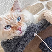 Duffy participe au concours pour gagner de l'argent avec cette photo : animal, blue_eyes, cat, cat_tree, close_up, curious, ears, feline, fluffy, fur, gray_fabric, home, indoor, paw, pet, pink_nose, relaxed, soft_texture, stone_wall, whiskers