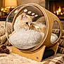 animal, bed, blanket, bubble, cat, cozy, cushion, decor, fireplace, fur, furniture, glass, home, indoor, pinecone, relaxing, resting, soft, warm, wood