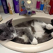 Skitch is registered to the contest to win money with this photo: cat, sink, bathroom, gray_cat, white_paws, feline, pet, relaxed, toiletries, bottles, countertop, domestic_animal, fur, whiskers, curious, animal, indoor, resting, paw, tail