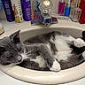 cat, sink, bathroom, gray_cat, white_paws, feline, pet, relaxed, toiletries, bottles, countertop, domestic_animal, fur, whiskers, curious, animal, indoor, resting, paw, tail