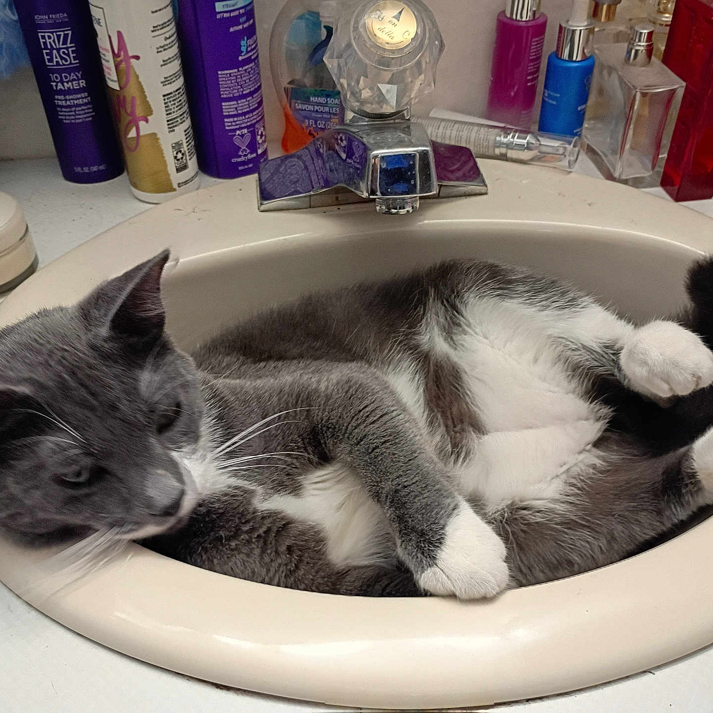 Skitch is registered to the contest to win money with this photo: cat, sink, bathroom, gray_cat, white_paws, feline, pet, relaxed, toiletries, bottles, countertop, domestic_animal, fur, whiskers, curious, animal, indoor, resting, paw, tail