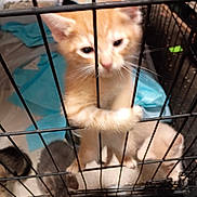 Simba joined the competition — help win amazing prizes! kitten, orange_cat, cage, bars, paw, feline, pet, indoor, animal, cute, young, fur, whiskers, multiple_kittens, blue_blanket, curious, playing, small, confined, domestic