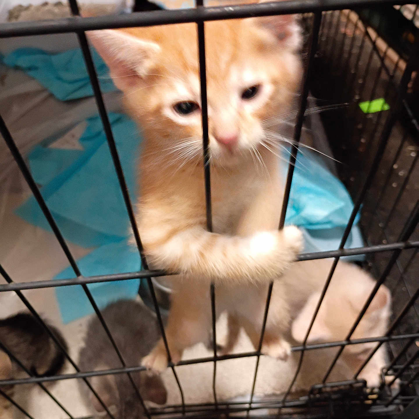 Simba