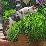 Filou a rejoint le concours — aidez-le/la à gagner de superbes lots ! animal, brick_wall, cat, colorful, curious, daylight, decoration, flowers, foliage, garden, greenery, leaves, mammal, nature, outdoor, pet, plants, solar_light, sunlight, walking
