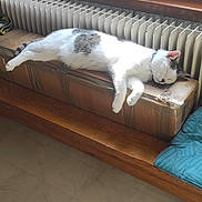 Filou participe au concours pour gagner de l'argent avec cette photo : cardboard_box, cat, cozy, curtain, feline, floor, grey_spot, home, indoor, peaceful, pet, quiet, radiator, relaxing, resting, sleeping, sunlight, white_cat, window, wooden_bench