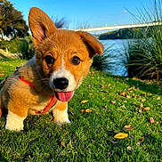 Hank joined the competition — help win amazing prizes! puppy, dog, grass, outdoor, nature, river, bridge, sunny, leaf, greenery, cute, animal, pet, tongue_out, young, canine, playful, park, daylight, leash