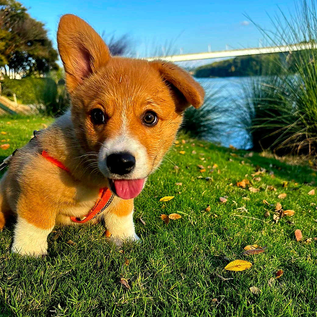 Hank joined the competition — help win amazing prizes! animal, bridge, canine, cute, daylight, dog, grass, greenery, leaf, leash, nature, outdoor, park, pet, playful, puppy, river, sunny, tongue_out, young