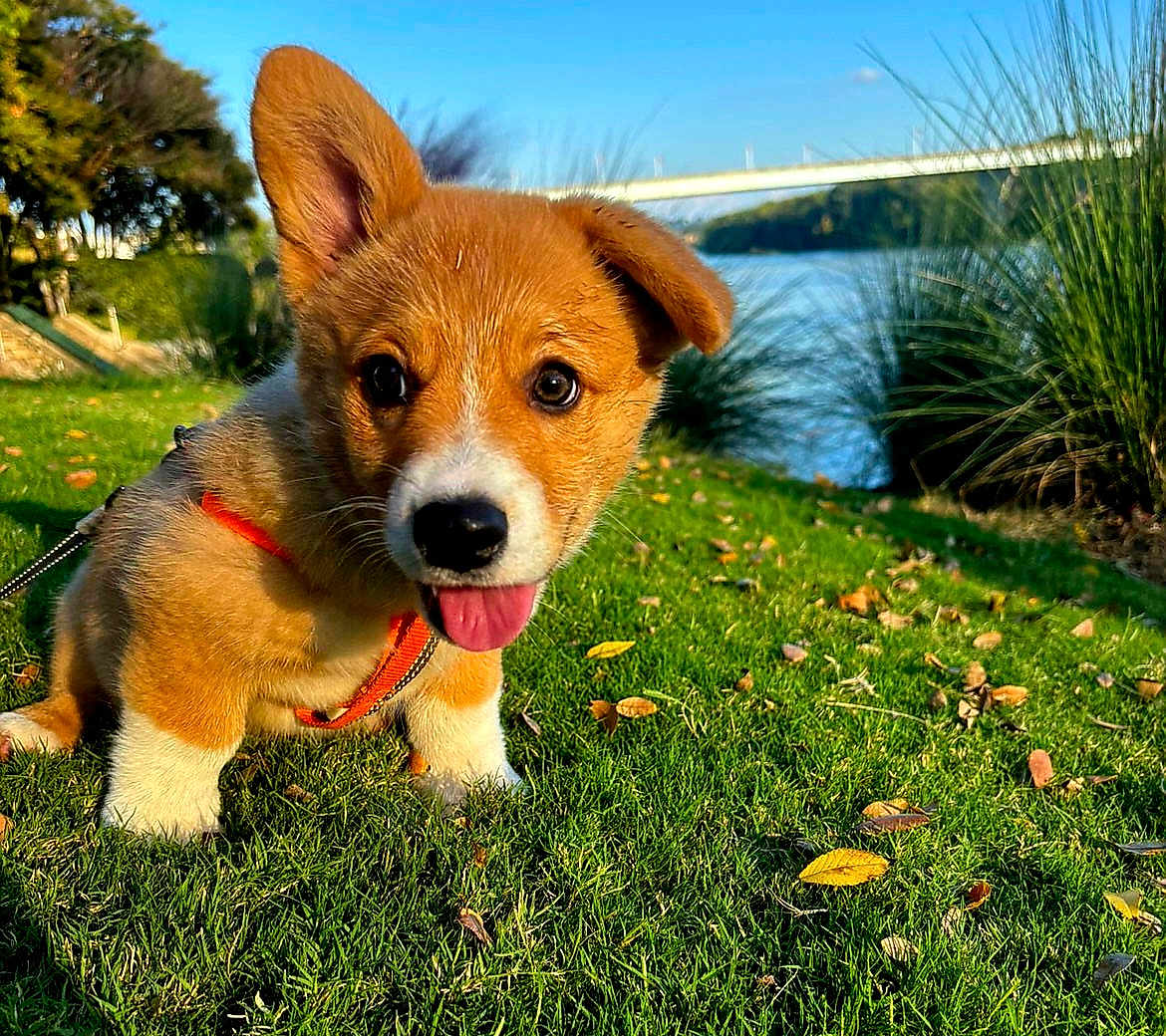 Hank joined the competition — help win amazing prizes! puppy, dog, grass, outdoor, nature, river, bridge, sunny, leaf, greenery, cute, animal, pet, tongue_out, young, canine, playful, park, daylight, leash