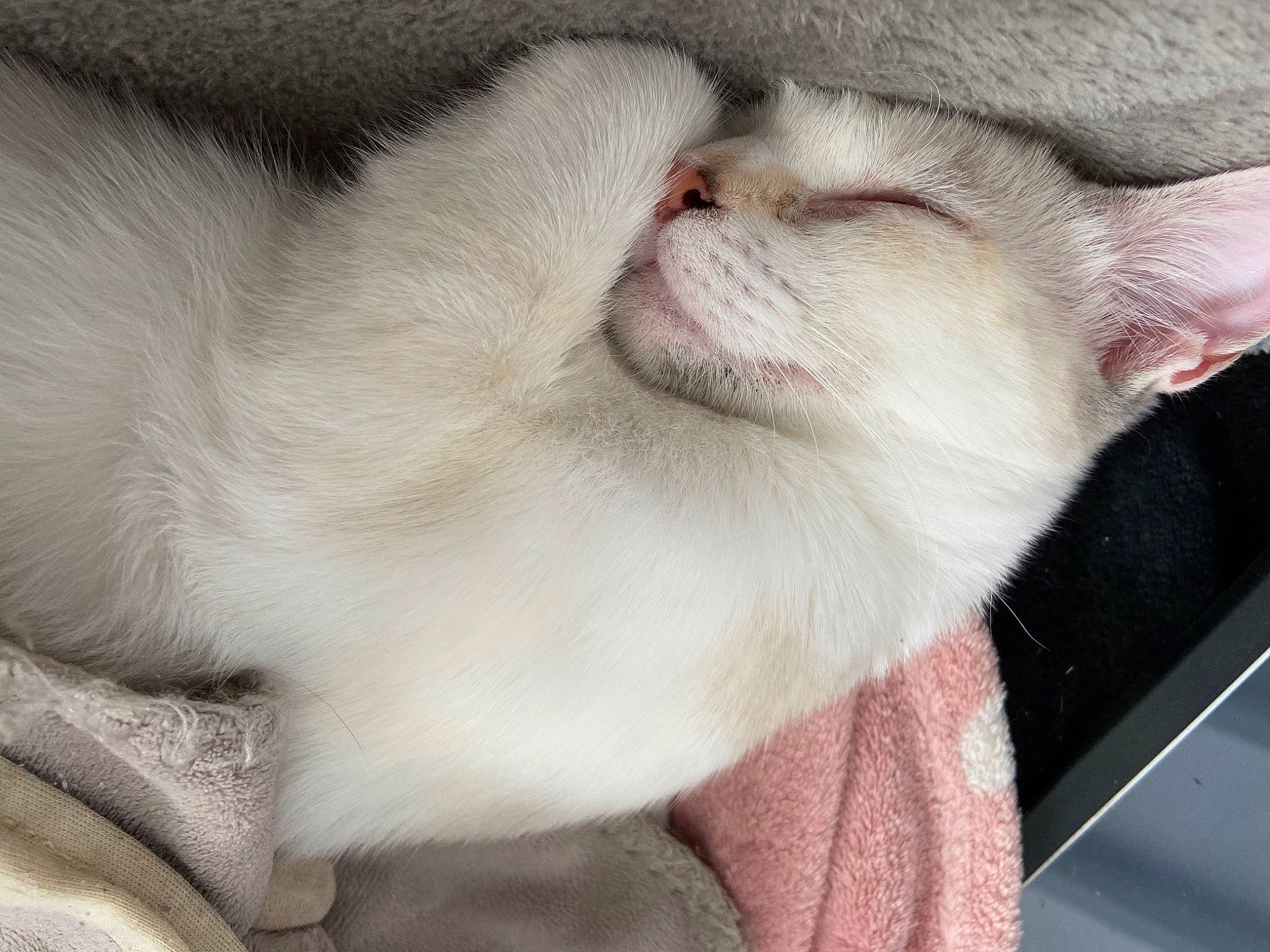 Athena participe au concours pour gagner de l'argent avec cette photo : asian, burmilla, carnivore, cat, close_up, colorpoint_shorthair, ear, eye, fawn, felidae, fur, kitten, mouth, nap, nose, paw, skin, small_to_medium_sized_cats, snout, whiskers