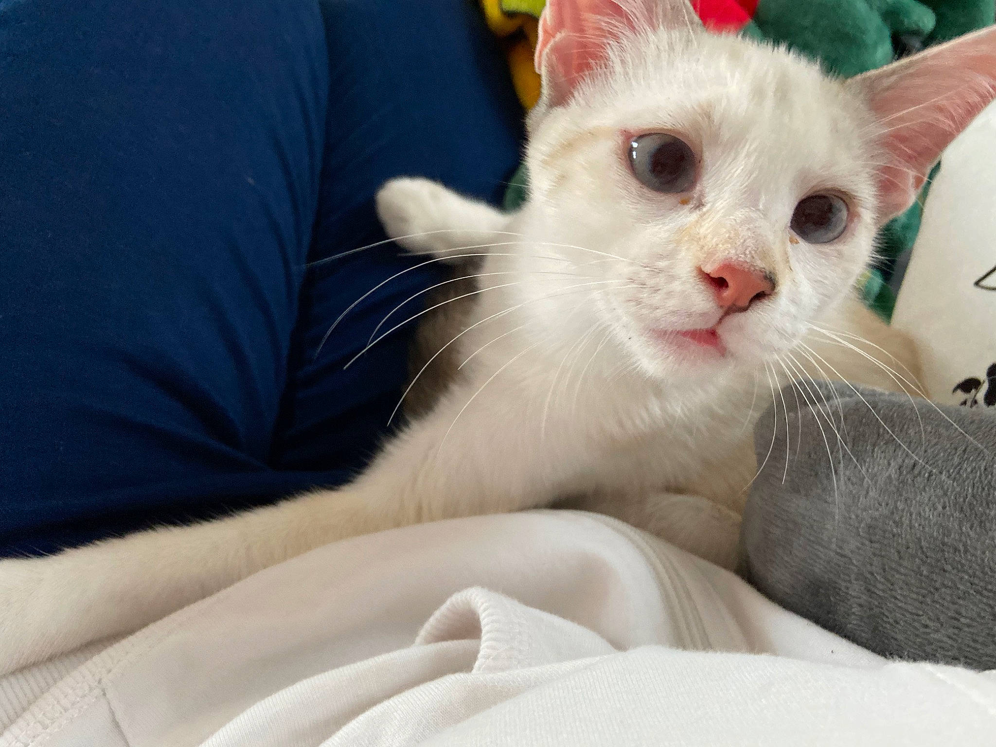 Athena a rejoint le concours — aidez-le/la à gagner de superbes lots ! asian, burmilla, carnivore, cat, colorpoint_shorthair, ear, eye, felidae, fur, german_rex, khao_manee, kitten, mammal, oriental_longhair, small_to_medium_sized_cats, snout, turkish_angora, turkish_van, vertebrate, whiskers