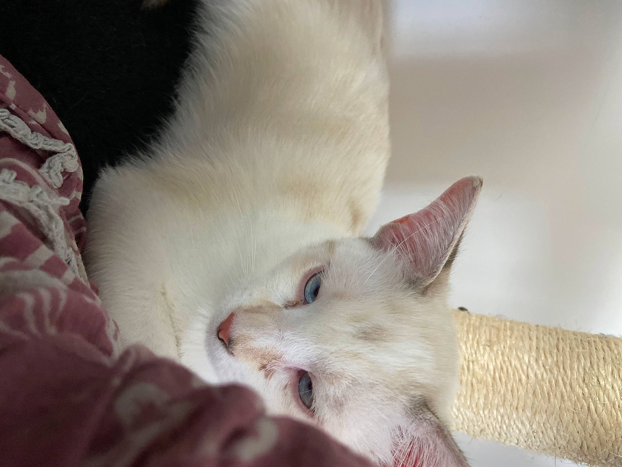 Athena a rejoint le concours — aidez-le/la à gagner de superbes lots ! asian, burmilla, carnivore, cat, colorpoint_shorthair, fawn, felidae, fur, khao_manee, kitten, mammal, paw, ragdoll, singapura, skin, small_to_medium_sized_cats, snout, turkish_angora, turkish_van, whiskers