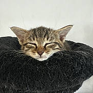 Cookie a rejoint le concours — aidez-le/la à gagner de superbes lots ! kitten, cat, sleeping, furry, pet, cute, domestic_animal, whiskers, ears, face, resting, cozy, soft, fur, animal, closeup, indoor, feline, adorable, peaceful