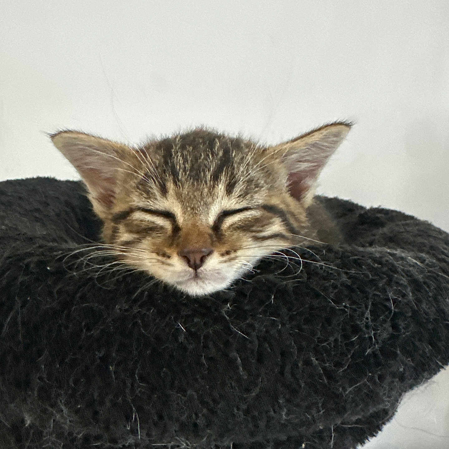 Cookie a rejoint le concours — aidez-le/la à gagner de superbes lots ! adorable, animal, cat, closeup, cozy, cute, domestic_animal, ears, face, feline, fur, furry, indoor, kitten, peaceful, pet, resting, sleeping, soft, whiskers