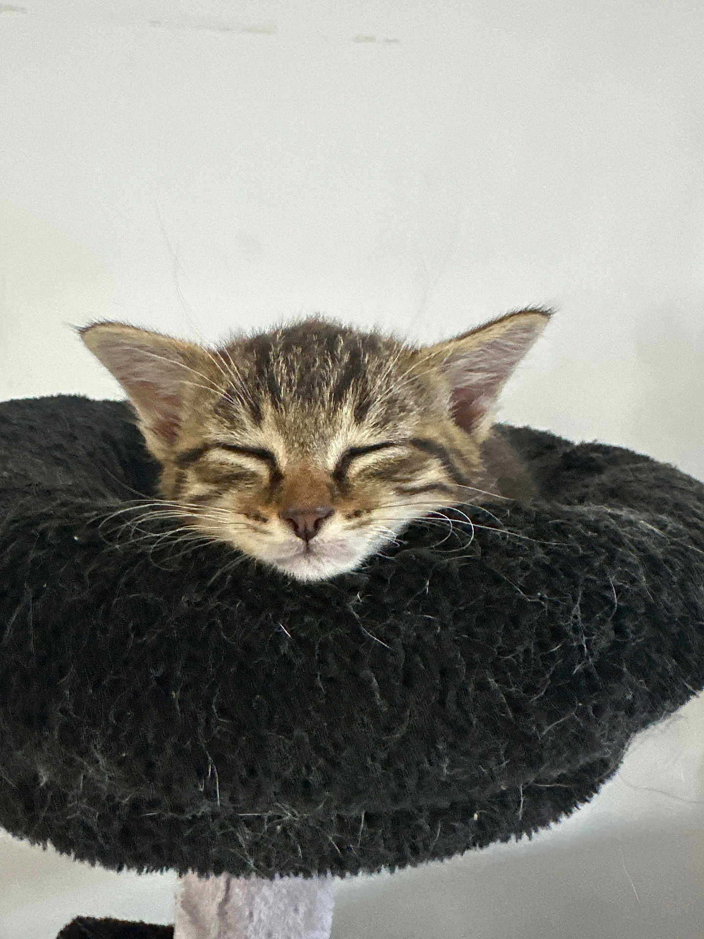Cookie a rejoint le concours — aidez-le/la à gagner de superbes lots ! kitten, cat, sleeping, furry, pet, cute, domestic_animal, whiskers, ears, face, resting, cozy, soft, fur, animal, closeup, indoor, feline, adorable, peaceful