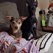 Lillybug And Pixie is registered to the contest to win money with this photo: animal, black, blanket, brown, companion, couch, cozy, curious, cute, decor, dog, ears, fur, home, indoor, pets, relaxing, seated, snowman, water_bottle