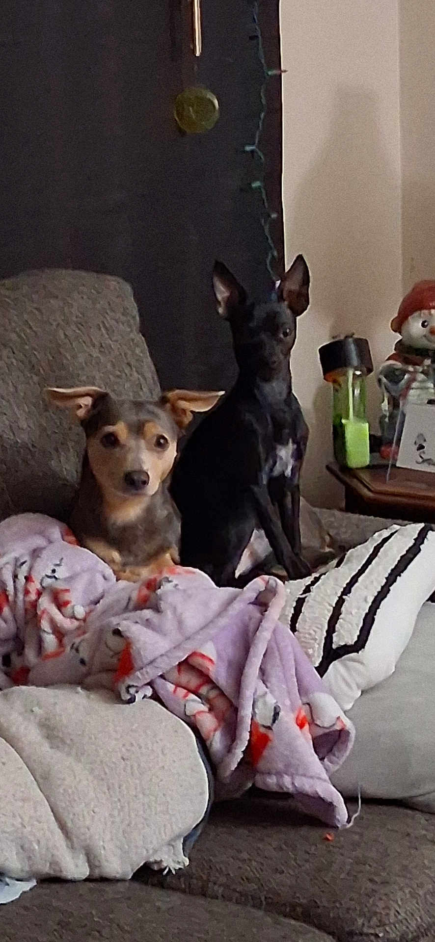 Lillybug And Pixie is registered to the contest to win money with this photo: animal, black, blanket, brown, companion, couch, cozy, curious, cute, decor, dog, ears, fur, home, indoor, pets, relaxing, seated, snowman, water_bottle