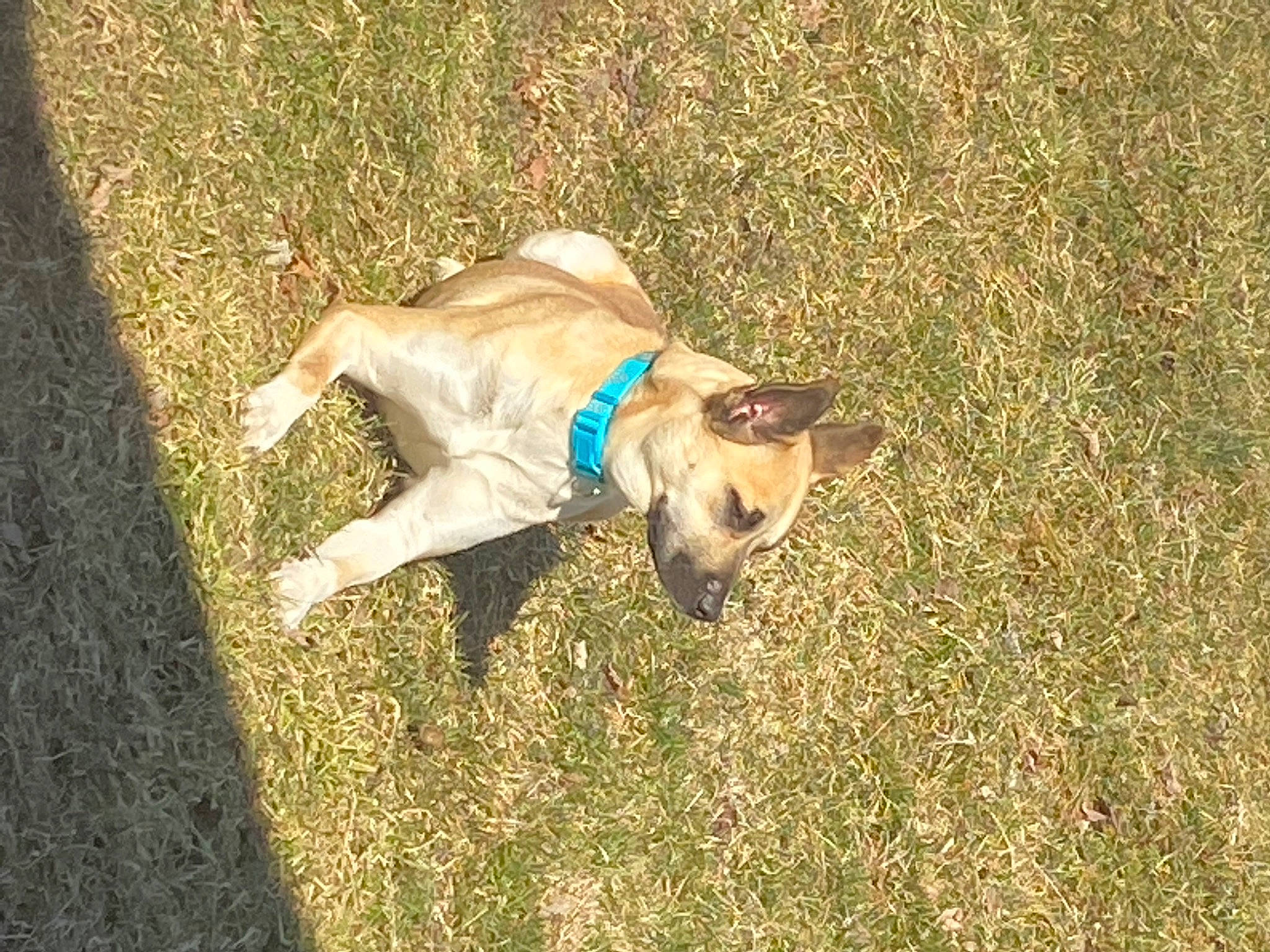 Kila is registered to the contest to win money with this photo: canidae, carnivore, companion_dog, dog, dog_breed, dog_clothes, dog_supply, fawn, grass, grassland, non_sporting_group, pasture, shadow, snout, soil, sporting_group, tail, terrestrial_animal, toy_dog, working_animal