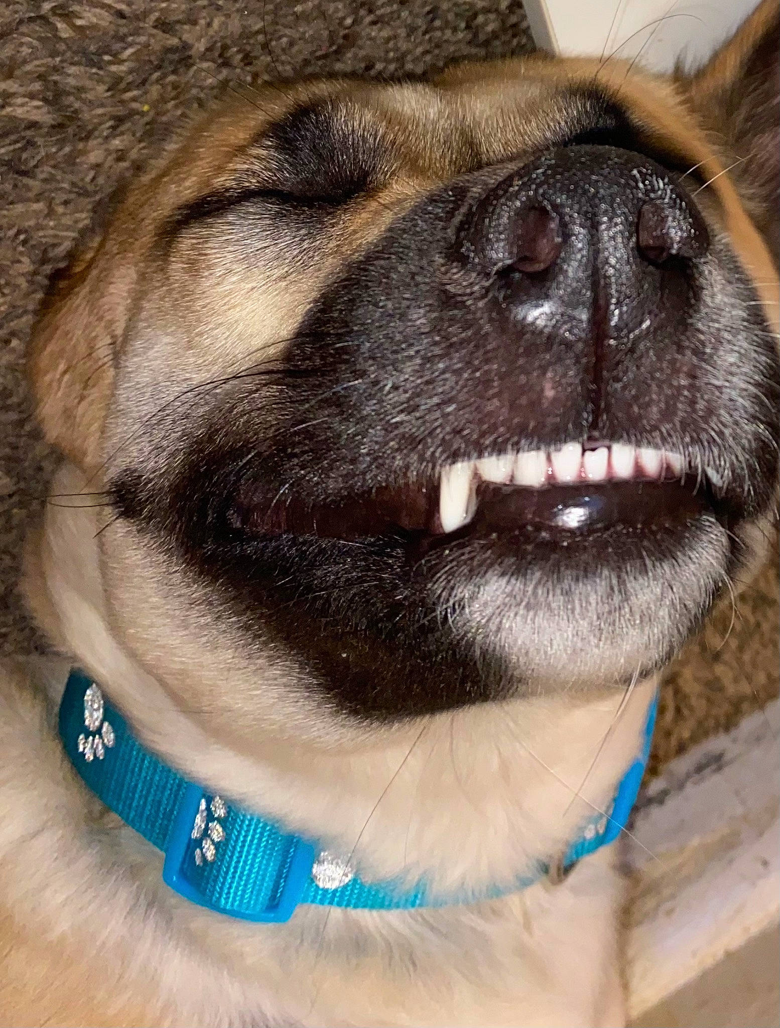 Kila is registered to the contest to win money with this photo: carnivore, close_up, collar, companion_dog, dog, dog_breed, dog_collar, ear, electric_blue, fawn, fur, jewellery, leash, liver, pet_supply, pug, snout, whiskers, working_animal, wrinkle