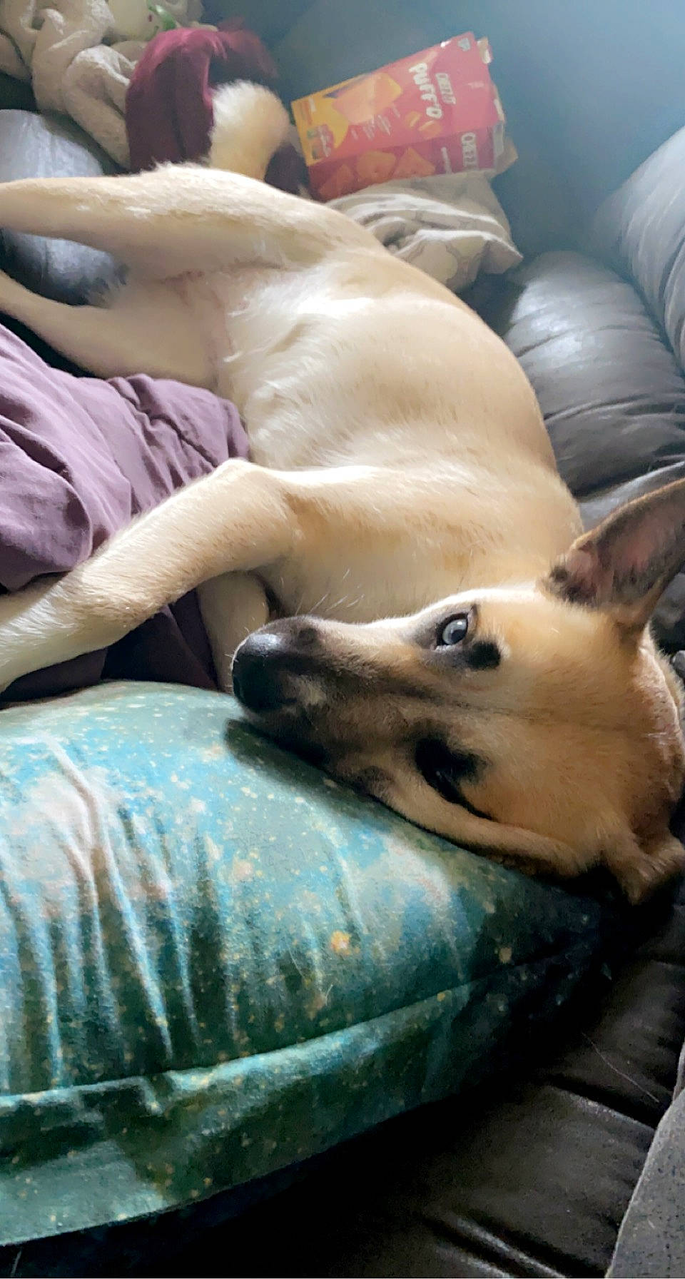 Kila joined the competition — help win amazing prizes! canidae, carnivore, comfort, companion_dog, couch, dog, dog_breed, fawn, felidae, flooring, fur, jaw, nap, paw, small_to_medium_sized_cats, snout, spitz, sporting_group, whiskers, working_animal