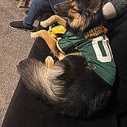 Rio joined the competition — help win amazing prizes! dog, german_shepherd, pet, couch, jersey, sports_jersey, green_bay, plush_toy, carpet, person_legs, sneakers, living_room, indoor, relaxed, fur, tail, close_up, sitting, stuffed_animal, cozy