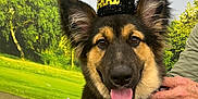 Rio is registered to the contest to win money with this photo: dog, puppy, german_shepherd_mix, graduation_hat, hat, tongue_out, pet_portrait, brown_black_fur, large_ears, happy, owner_hand, collar, name_tag, indoor, photo_wall, green_mural, grass_background, floor, training_center, smiling