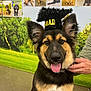 dog, puppy, german_shepherd_mix, graduation_hat, hat, tongue_out, pet_portrait, brown_black_fur, large_ears, happy, owner_hand, collar, name_tag, indoor, photo_wall, green_mural, grass_background, floor, training_center, smiling