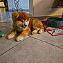 Mitsu participe au concours pour gagner de l'argent avec cette photo : puppy, dog, pet, toy, feeding_bowl, mat, tile_floor, indoor, home, sleeping, fur, paw, cute, animal, domestic_animal, portrait, floor, wall, decor, calm