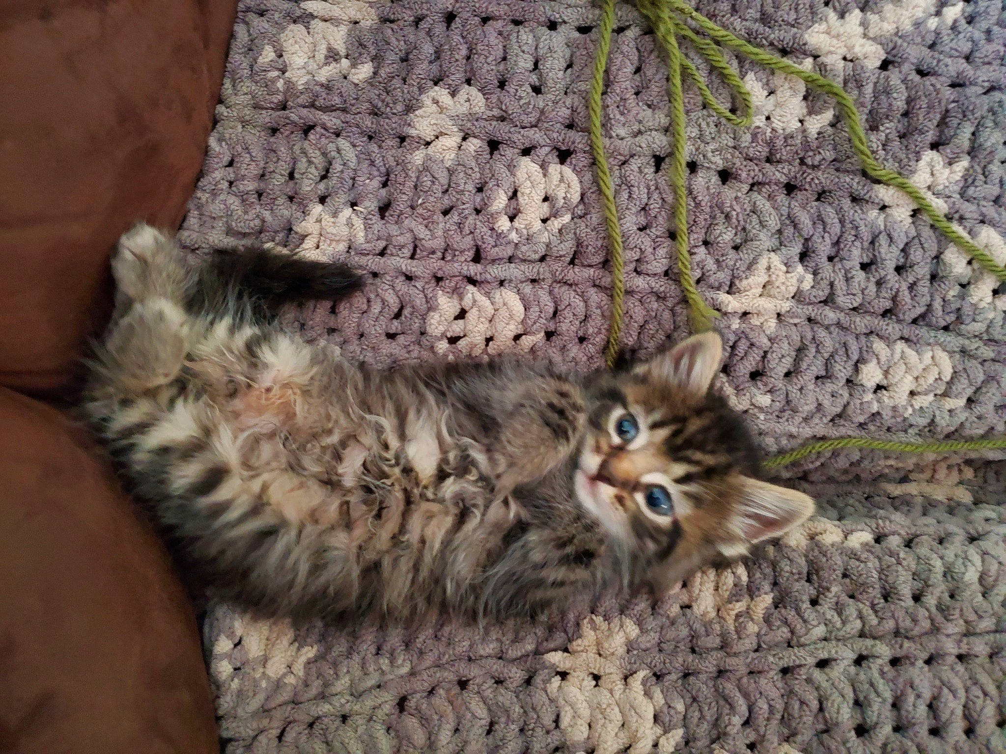 Freya joined the competition — help win amazing prizes! bengal, carnivore, cat, crochet, domestic_short_haired_cat, dragon_li, european_shorthair, felidae, fur, kitten, knitting, maine_coon, norwegian_forest_cat, pixie_bob, small_to_medium_sized_cats, tabby_cat, textile, toyger, whiskers, wild_cat