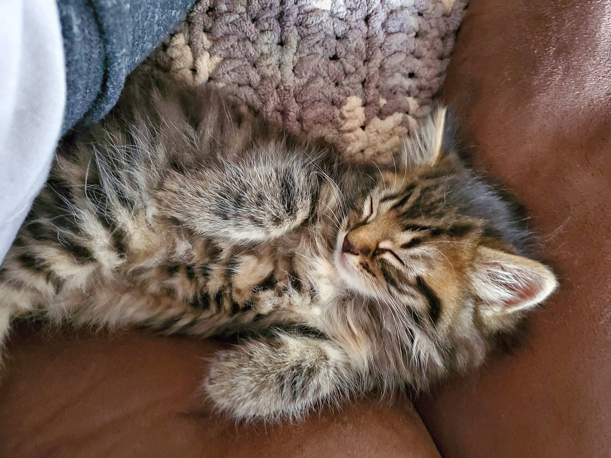 Freya joined the competition — help win amazing prizes! american_shorthair, asian, california_spangled, carnivore, cat, domestic_short_haired_cat, dragon_li, egyptian_mau, european_shorthair, felidae, fur, kitten, mammal, nap, pixie_bob, small_to_medium_sized_cats, snout, tabby_cat, whiskers, wild_cat